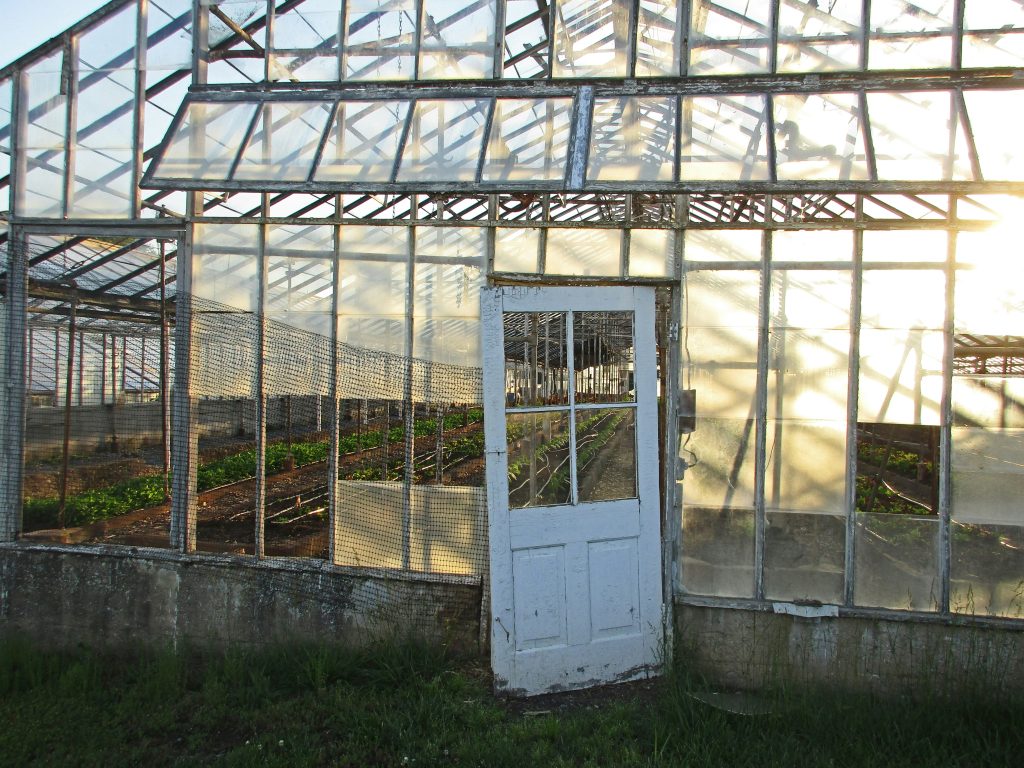 Professional greenhouse removal and disposal by a junk hauling team